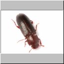 Tribolium brevicornis - Schwarzkaefer 01 6mm.jpg